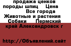 продажа ценков породы шпиц  › Цена ­ 35 000 - Все города Животные и растения » Собаки   . Пермский край,Александровск г.